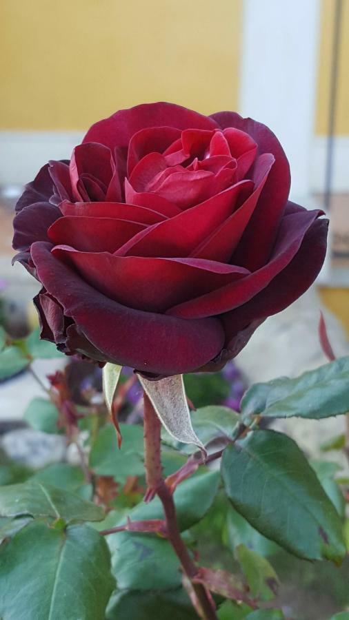 Le Rose Di Modica Exterior foto
